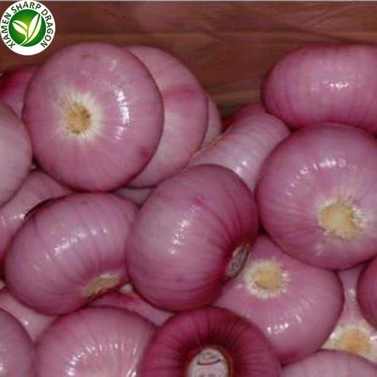 XMSD bulk fresh onions for wholesale and foodservice buyers