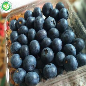 ซื้อบลูเบอร์รี่เป็นกลุ่ม