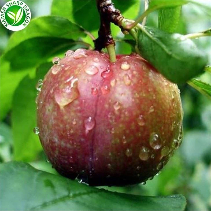 China Supplies Red Plums For Sale