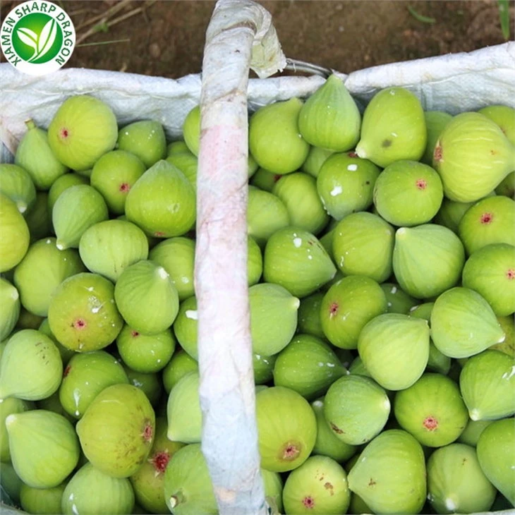 China Wholesale Price Frozen Figs